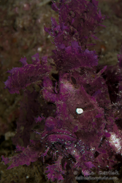 rhinopias of anilao