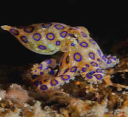 Blue Ring Octopus