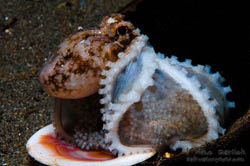 Blue Veined Octopus