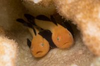 Panda_Gobies