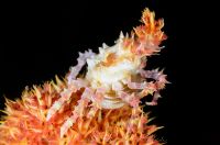 Soft coral crab