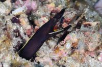 Juvenile Blue ribbon eel