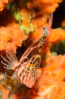 Threadfin hawkfish