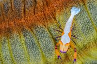 Imperator shrimp on a sea cucumber