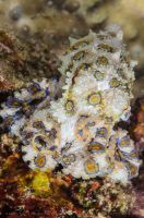 Blue ringed octopus