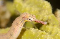 Network pipefish