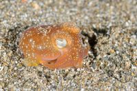 Unidentified Bobtail squid