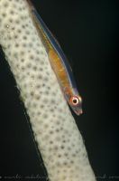 Large whip goby