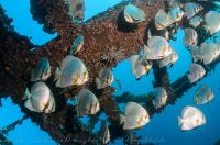 Longfin Batfish