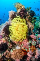 Invertebrate life at Sombrero Island