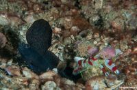 Anilao14_Red_Rock_044